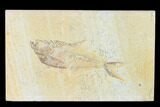 Fossil Fish (Diplomystus) - Green River Formation #149821-1